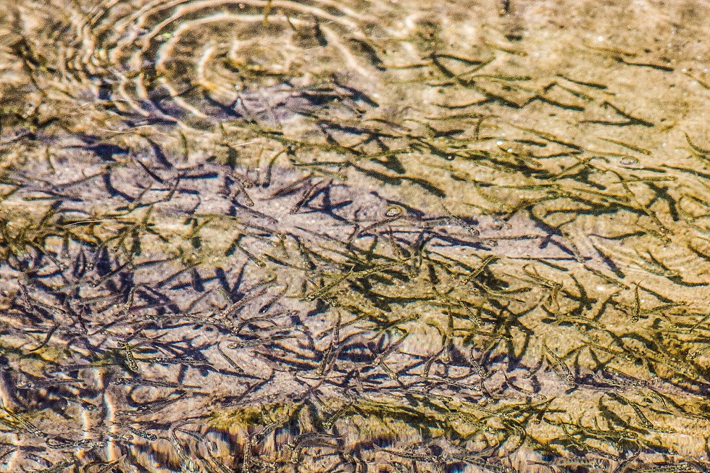 Generally speaking, fry rear along river banks and in shallow eddies (below) where natural elements protect them from predators. Eventually, when the fry migrate, some are haphazardly sucked into stronger currents where fish like big rainbows (right) are waiting for an easy meal. (photo by Will Rice)